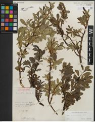 Foto von Salix kitaibeliana Willd.